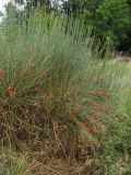 Ephedra distachya