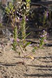 Ziziphora tenuior. Цветущее растение. Южный Казахстан, восточная граница пустыни Кызылкум. 04.05.2013.