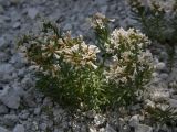 Asperula cretacea