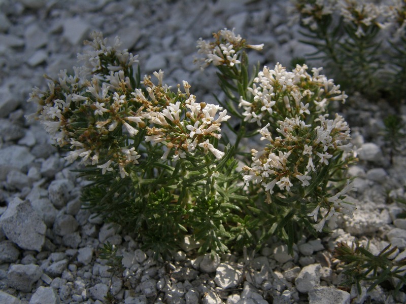 Изображение особи Asperula cretacea.