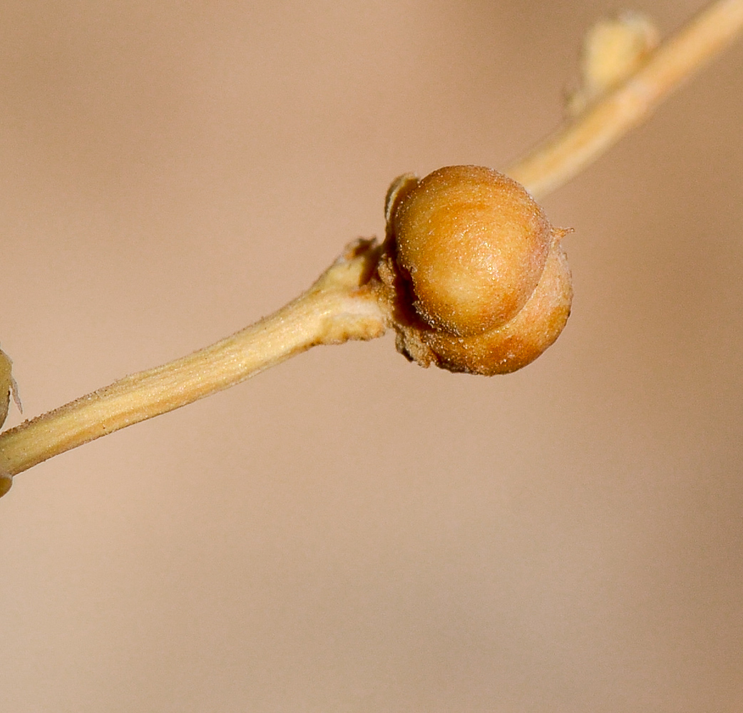 Image of Scrophularia deserti specimen.