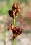 Juncus nodulosus. Верхушка побега с соплодиями. Окр. Архангельска, рудеральное песчаное местообитание. 02.09.2013.