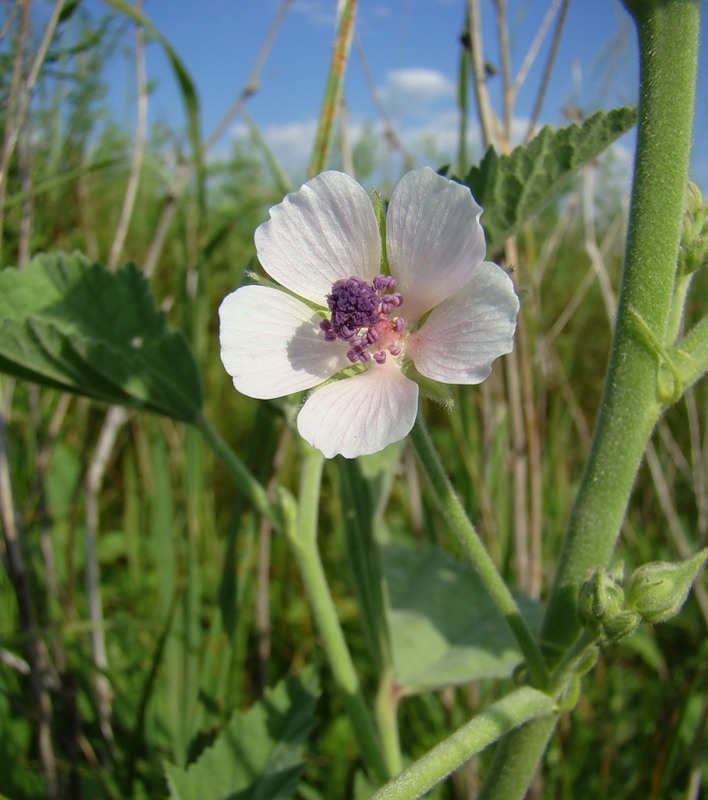 Image of Althaea officinalis specimen.