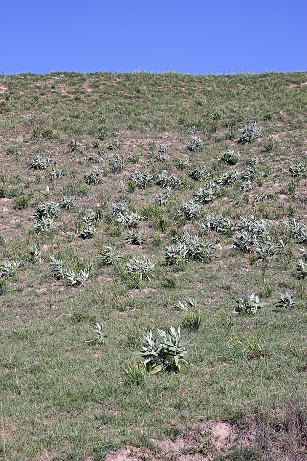 Image of genus Phlomis specimen.