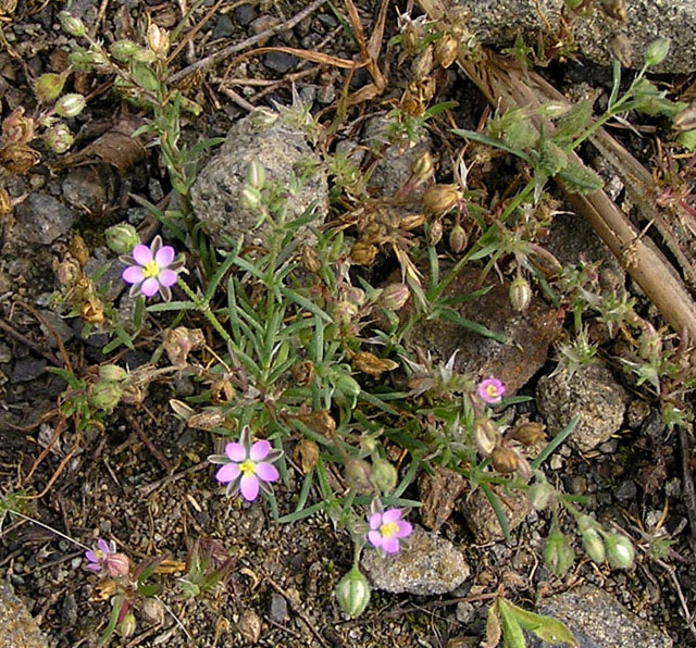 Image of Spergularia rubra specimen.