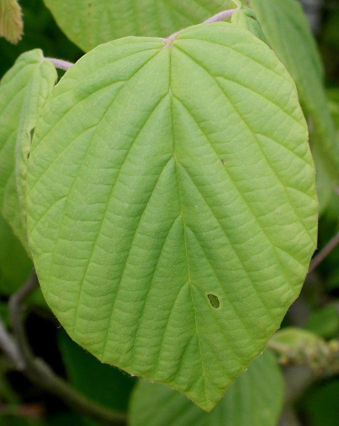 Image of Corylopsis sinensis specimen.