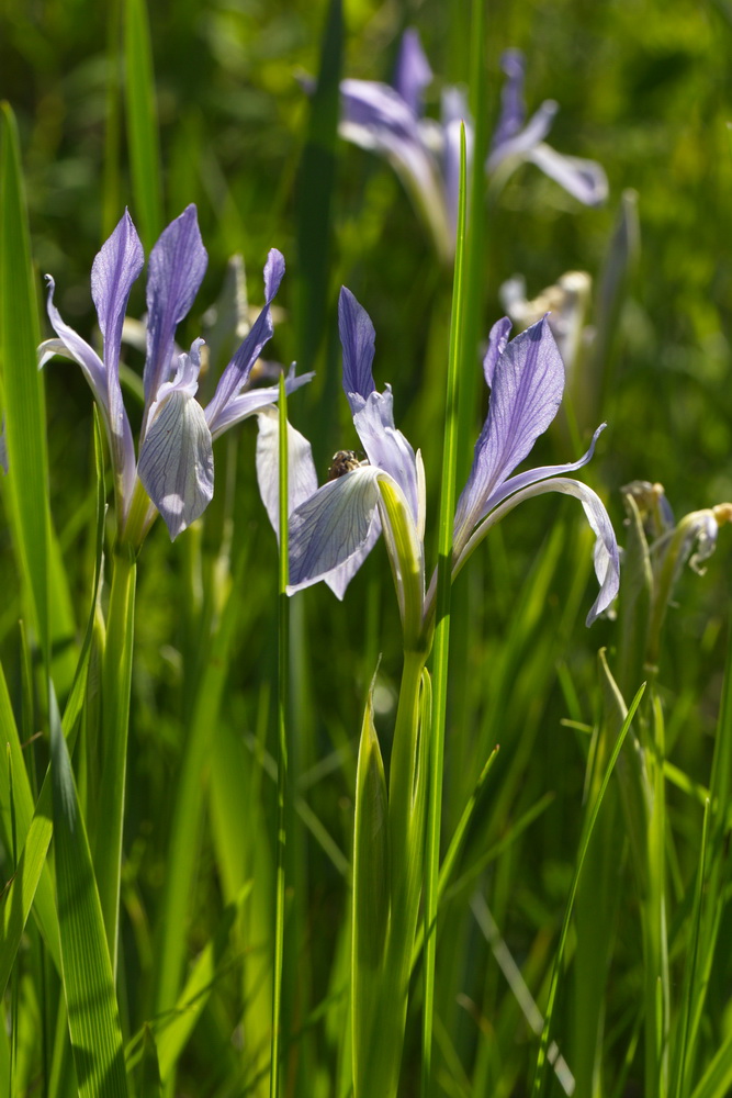 Image of Iris lactea specimen.