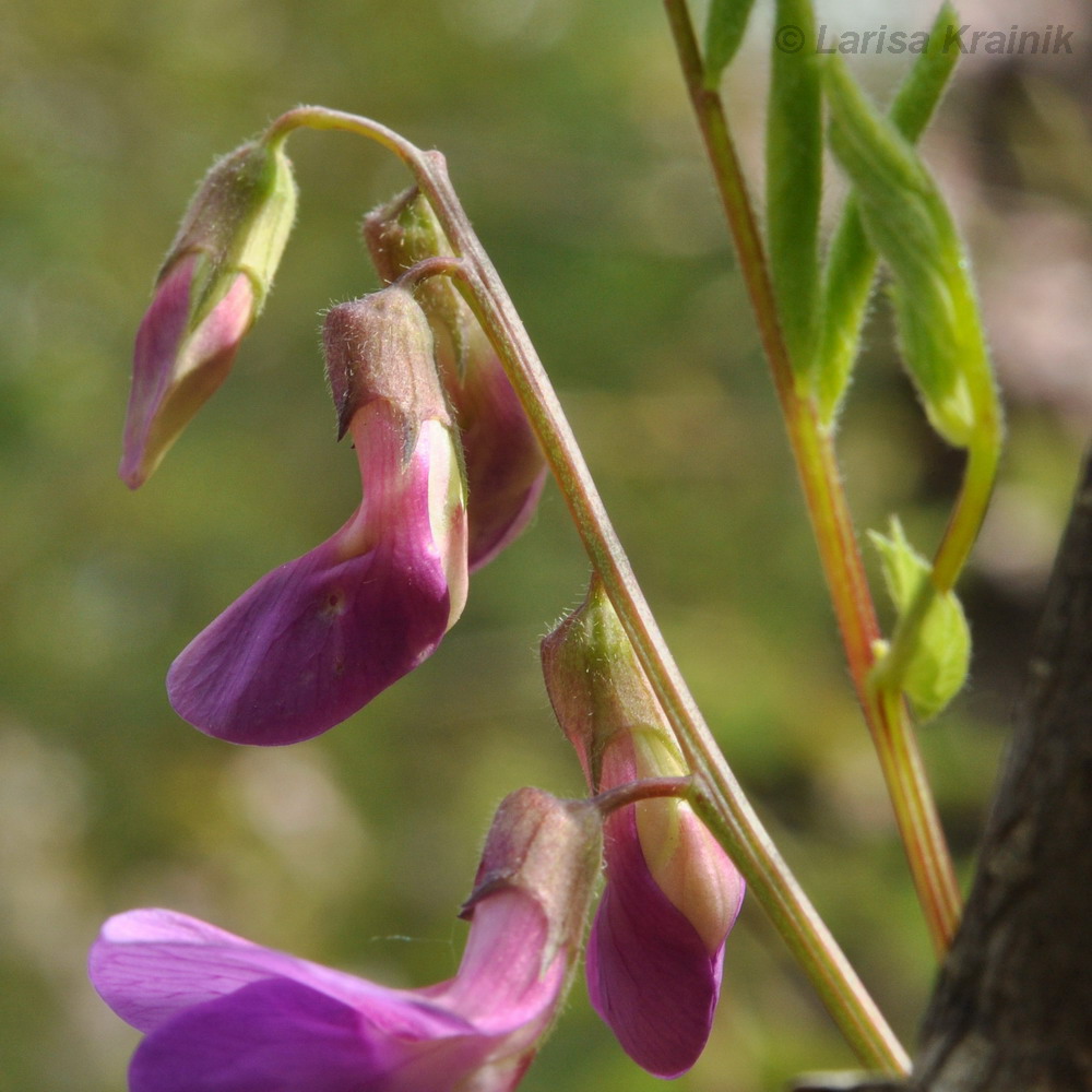 Изображение особи Lathyrus humilis.