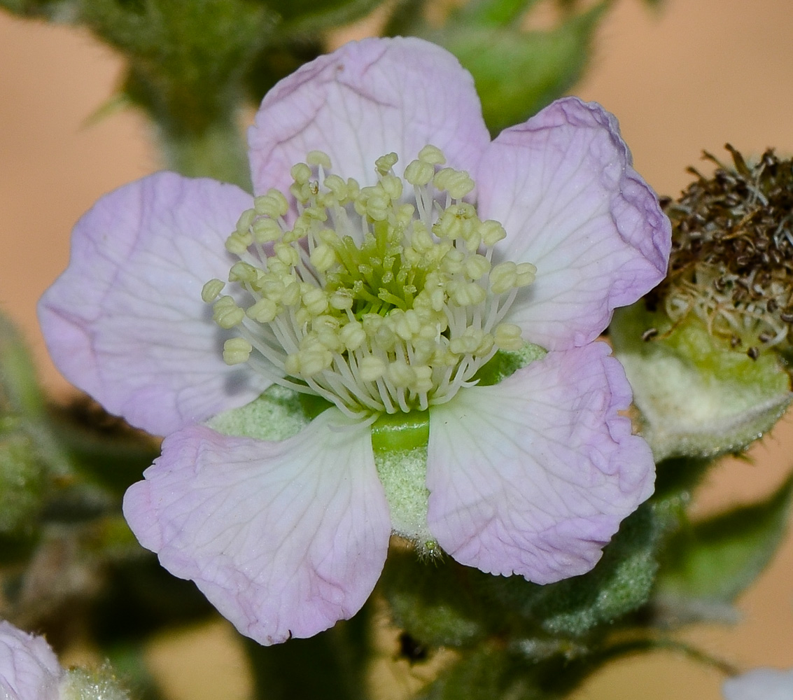 Image of Rubus canescens specimen.