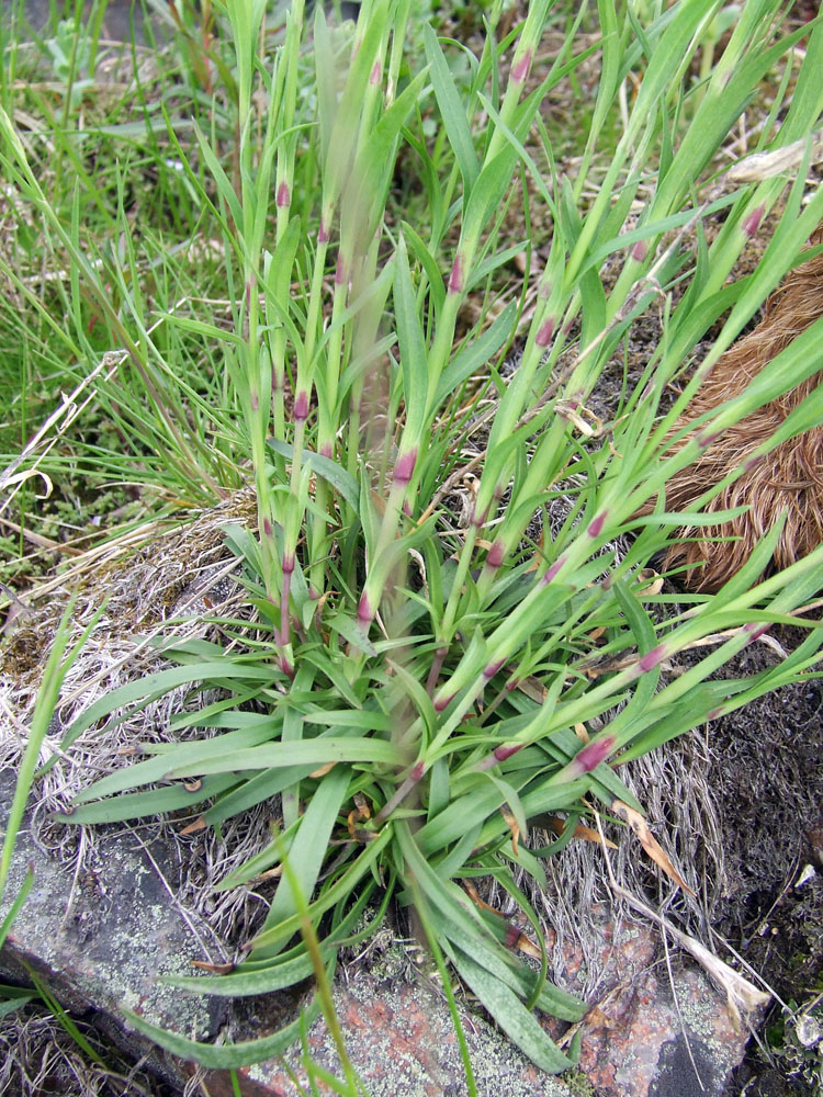 Изображение особи Dianthus superbus.