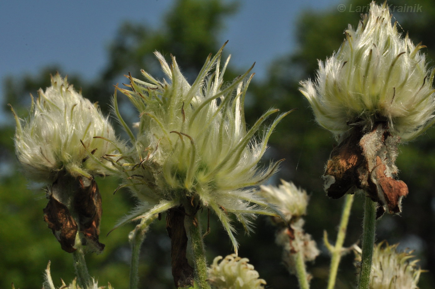 Image of Clematis hexapetala specimen.