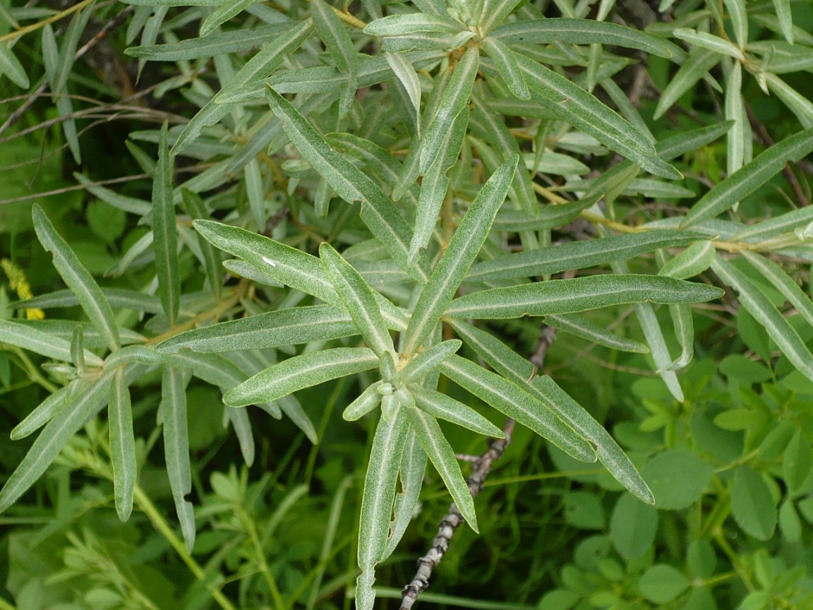 Image of Hippophae rhamnoides specimen.