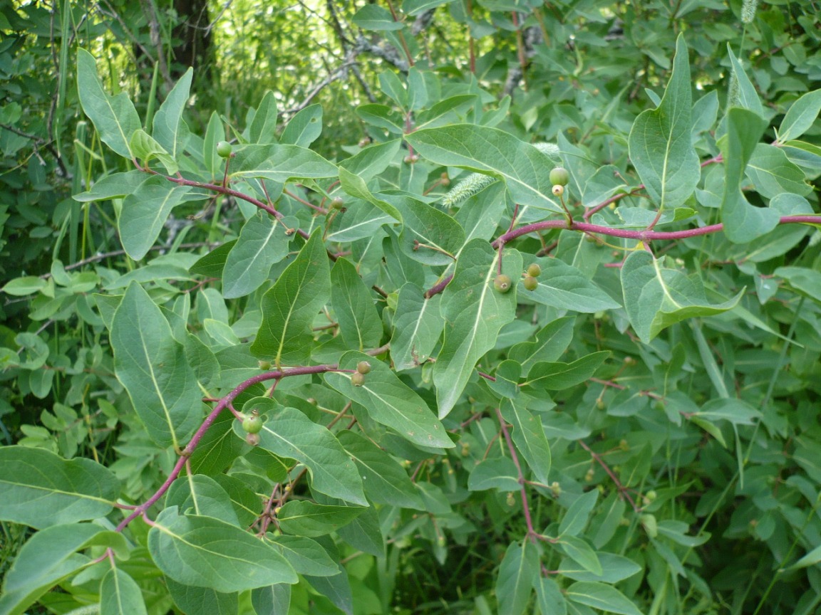 Изображение особи Lonicera tatarica var. morrowii.