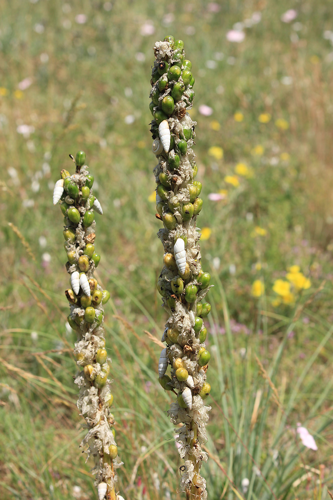 Image of Asphodeline taurica specimen.