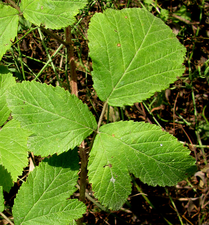 Изображение особи Rubus canescens.