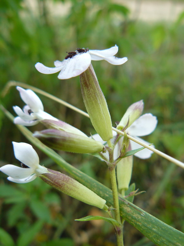 Image of Saponaria officinalis specimen.