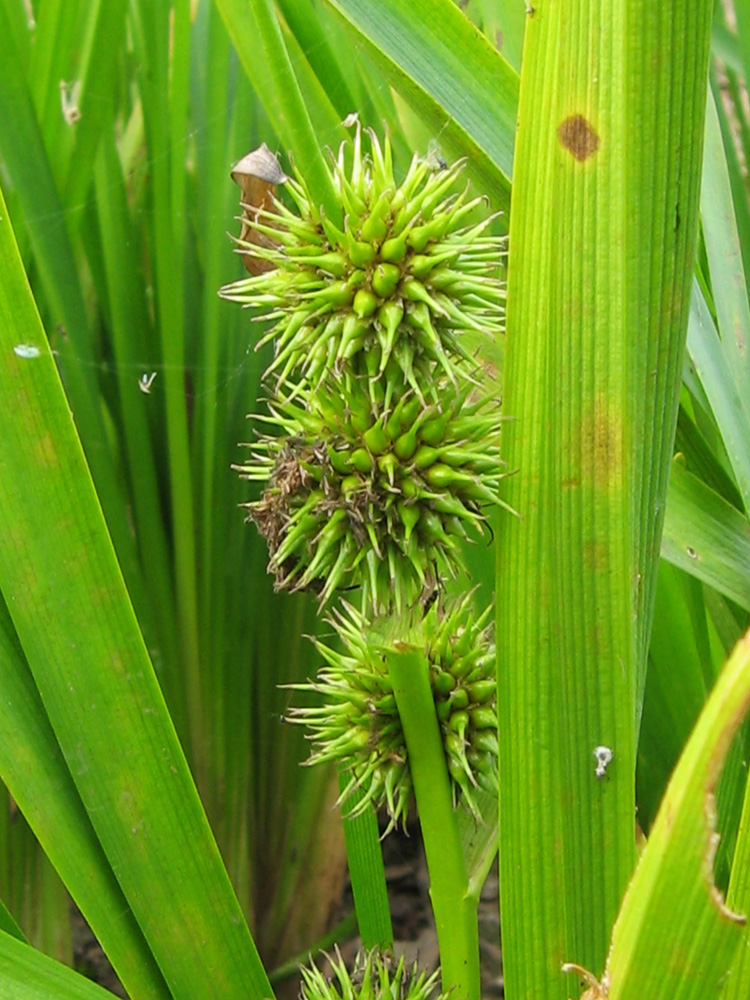 Image of Sparganium emersum specimen.