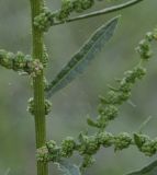 род Chenopodium