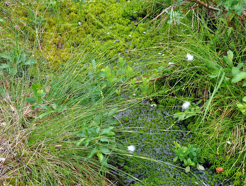 Image of Eriophorum vaginatum specimen.