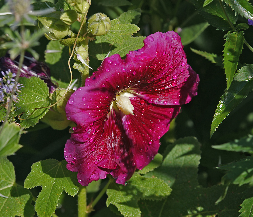 Изображение особи Alcea rosea.