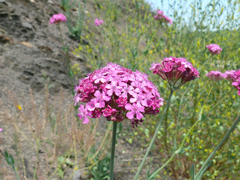 Изображение особи Silene compacta.