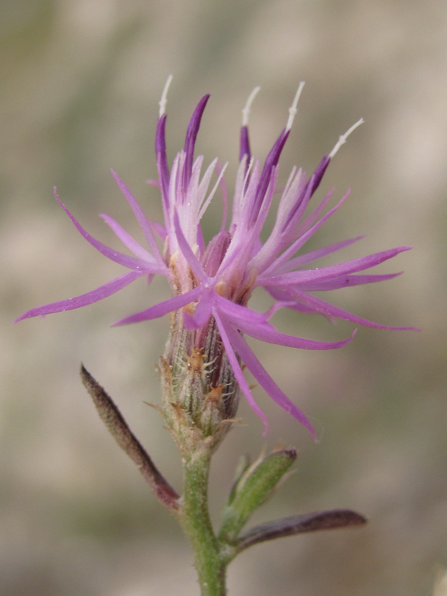 Изображение особи Centaurea lavrenkoana.