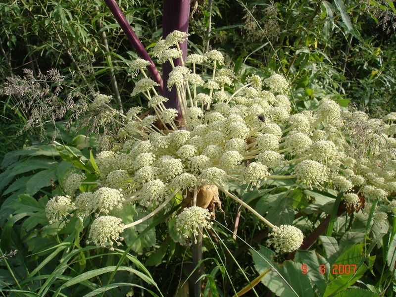 Image of Angelica ursina specimen.