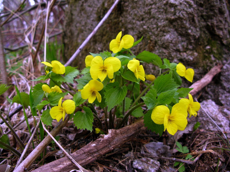 Image of Viola uniflora specimen.