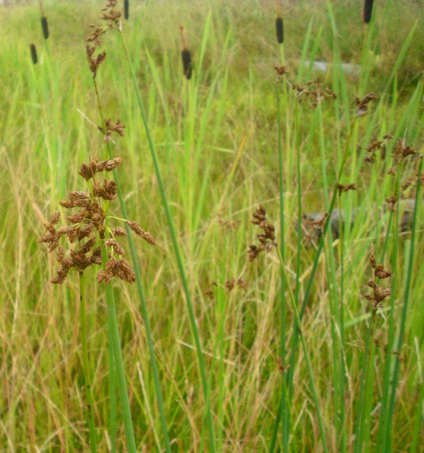 Изображение особи Schoenoplectus lacustris.