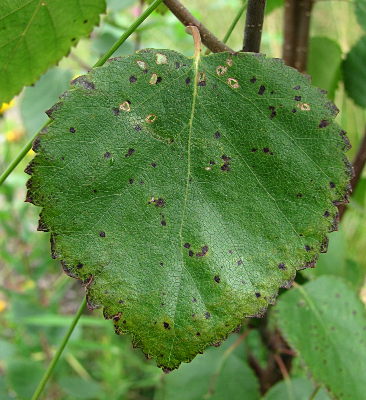 Image of Betula pubescens specimen.