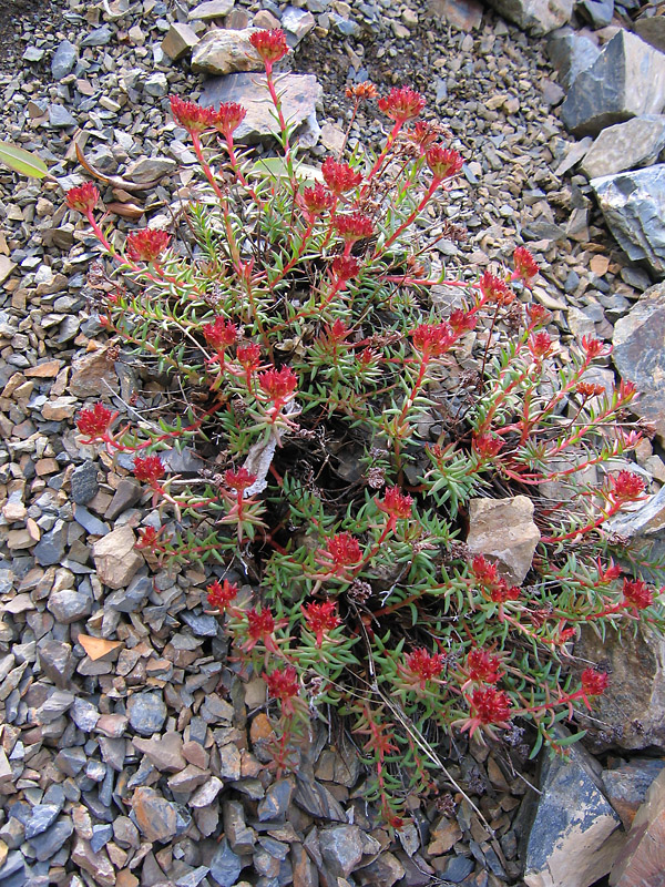 Image of genus Rhodiola specimen.