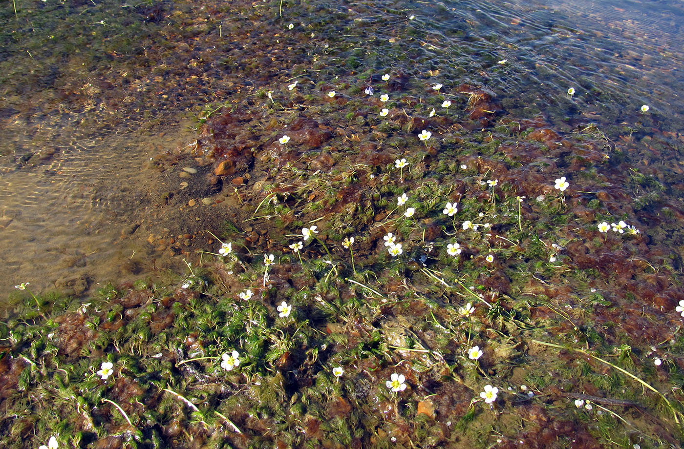 Изображение особи Ranunculus ashibetsuensis.