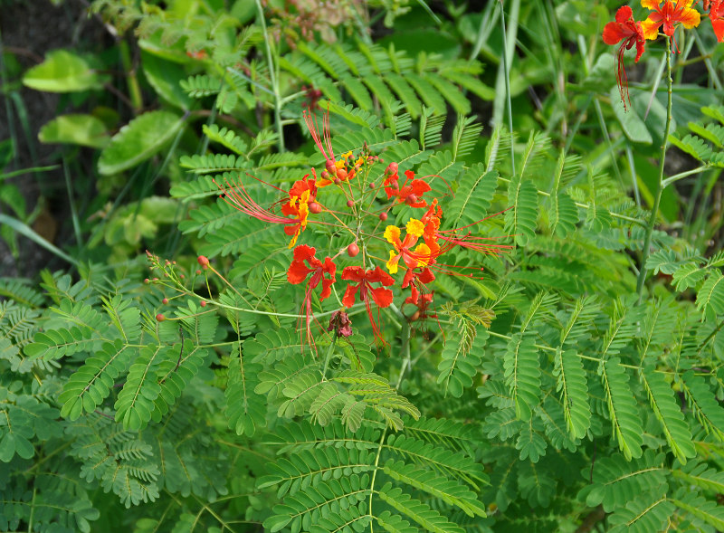 Image of Caesalpinia pulcherrima specimen.