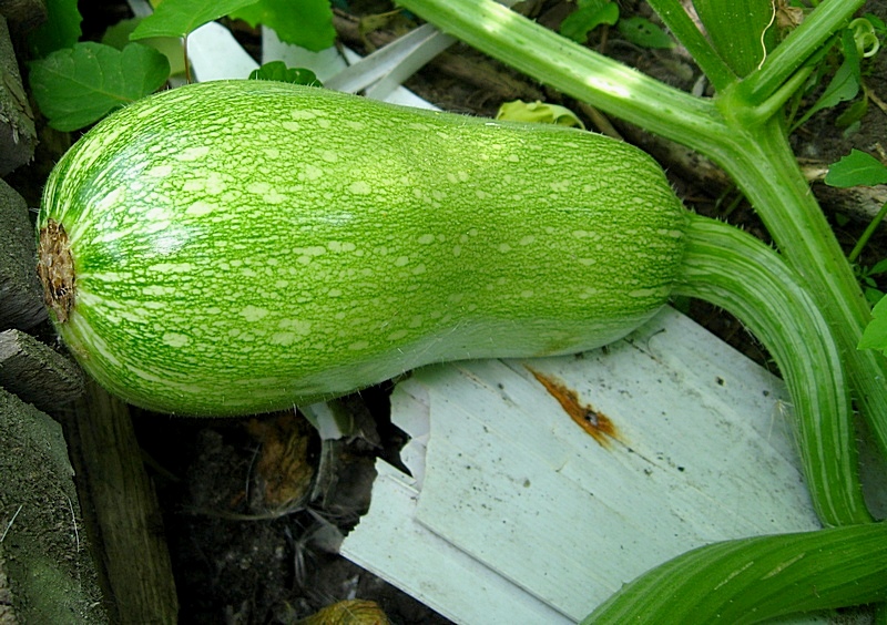 Image of Cucurbita pepo specimen.