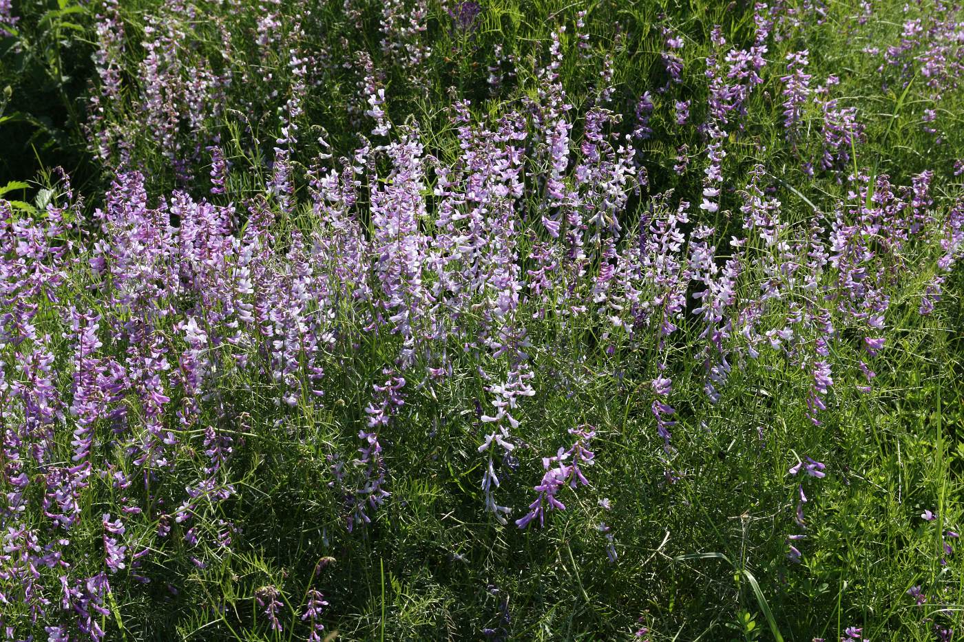 Изображение особи Vicia elegans.