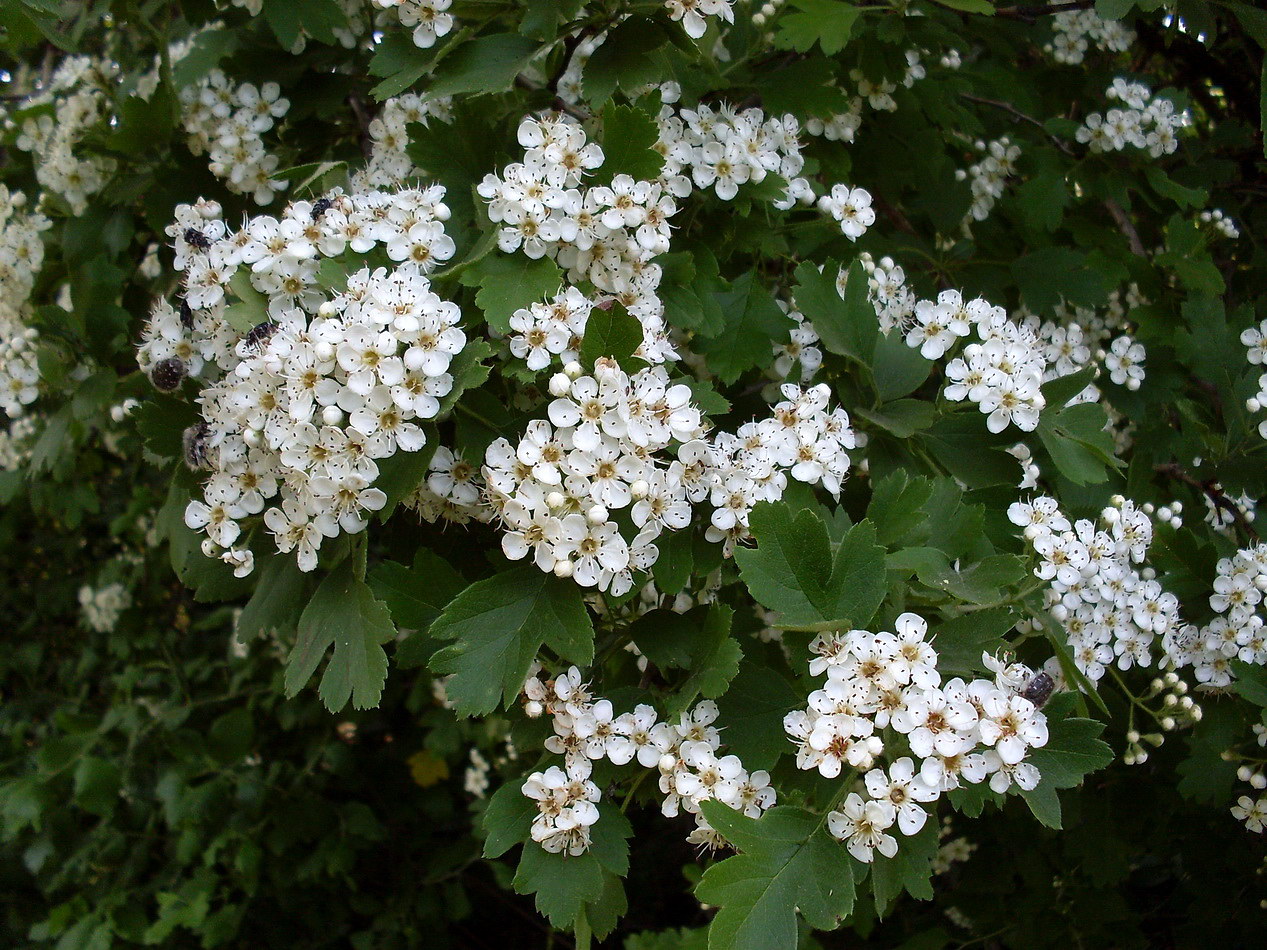 Image of Crataegus nigra specimen.