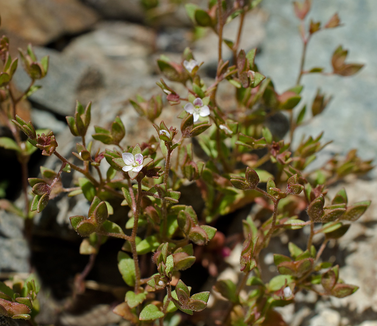 Image of Veronica ferganica specimen.