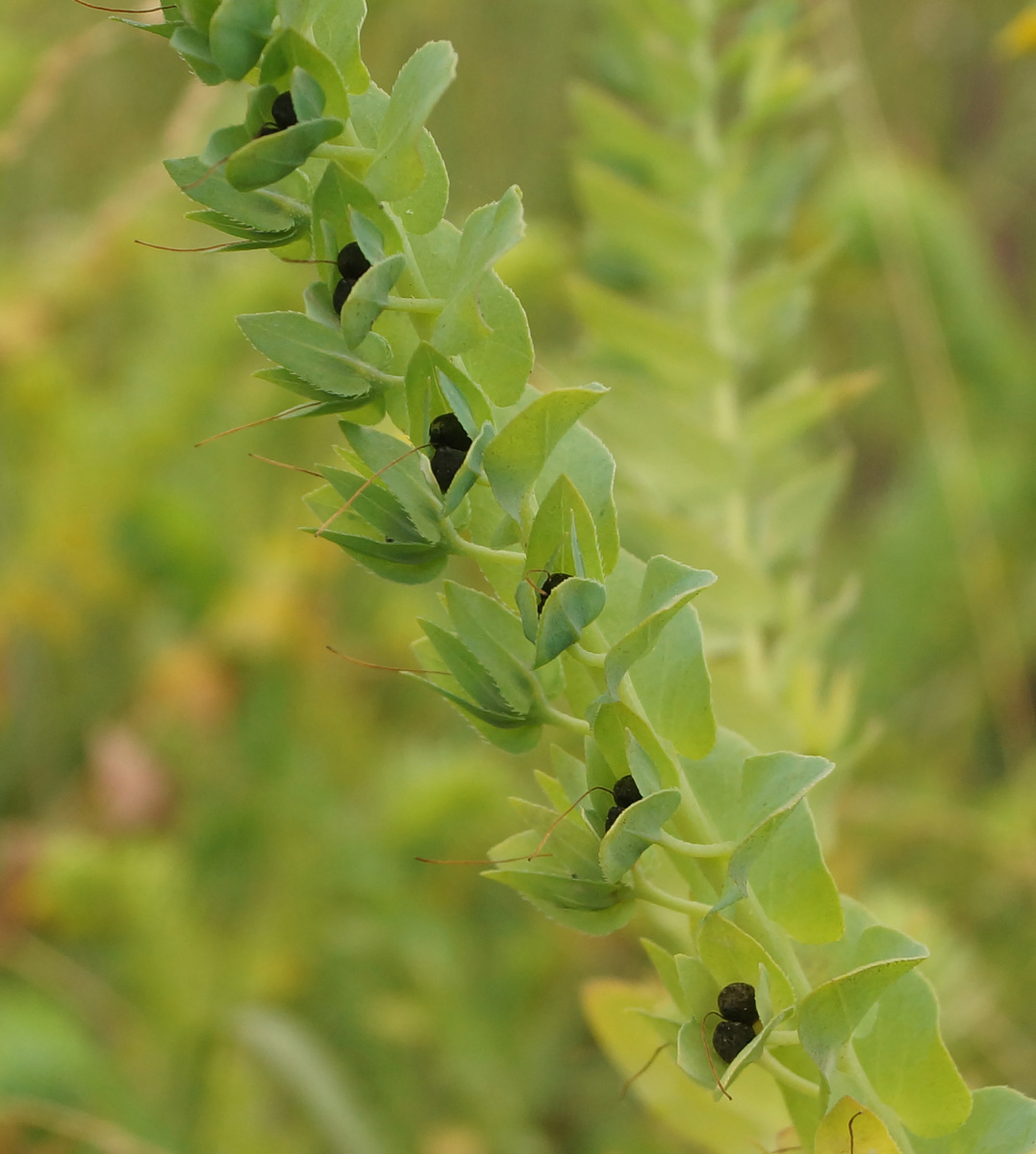 Image of Cerinthe minor specimen.