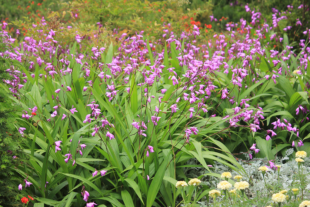 Изображение особи Bletilla striata.