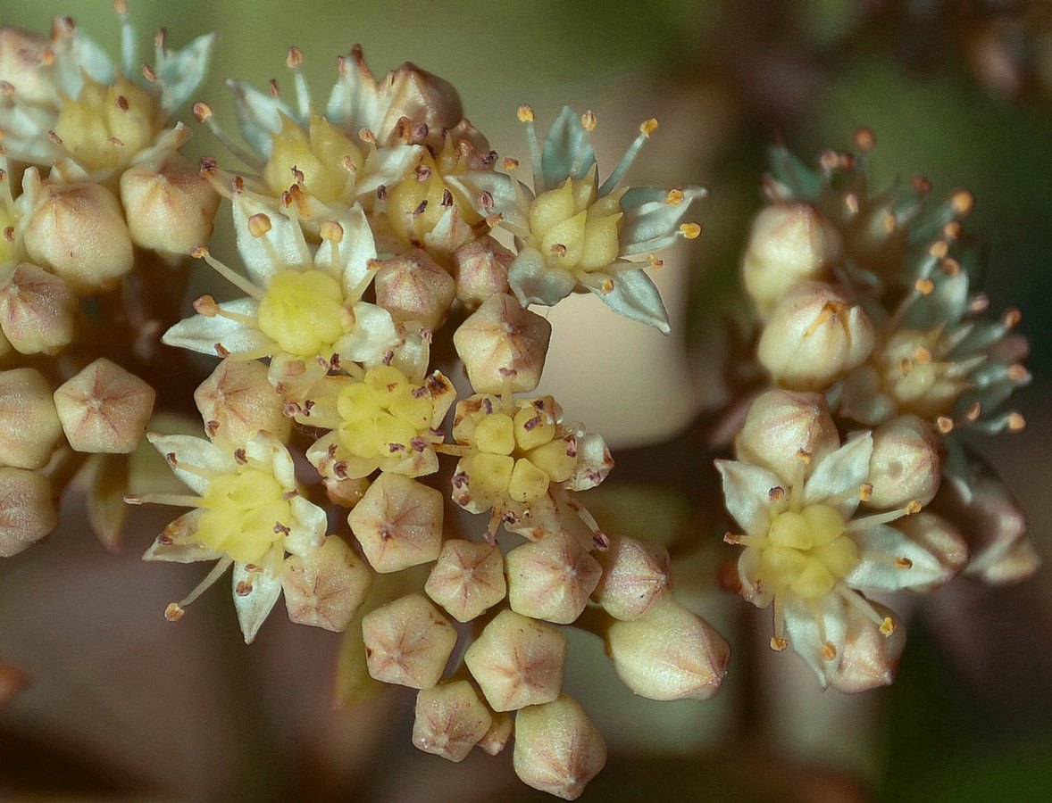 Image of Hylotelephium stepposum specimen.