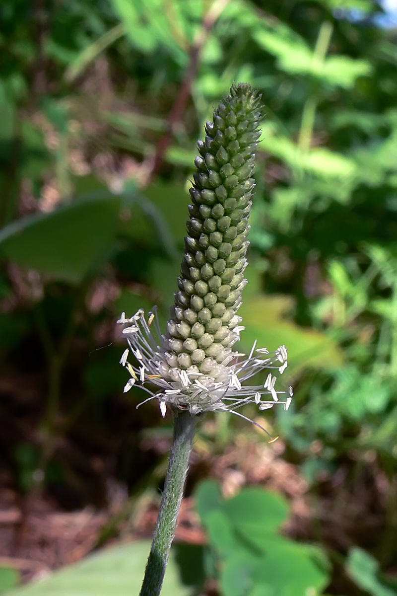 Image of Plantago urvillei specimen.