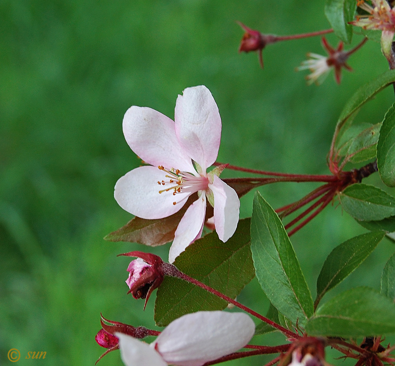 Изображение особи род Malus.