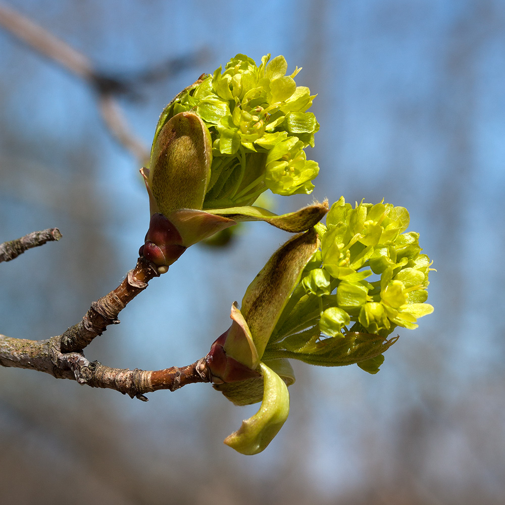 Изображение особи Acer platanoides.