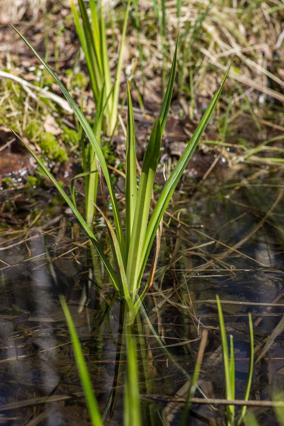 Image of genus Scirpus specimen.