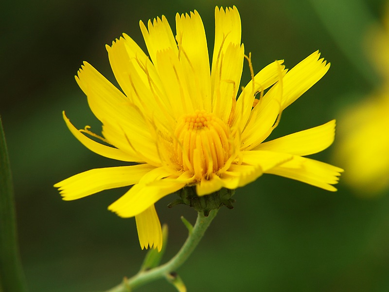 Image of Hieracium umbellatum specimen.