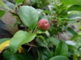 Malus mandshurica. Плод и лист. Приморье, окр. г. Находка, бухта Тунгус, на скалах. 18.06.2016.