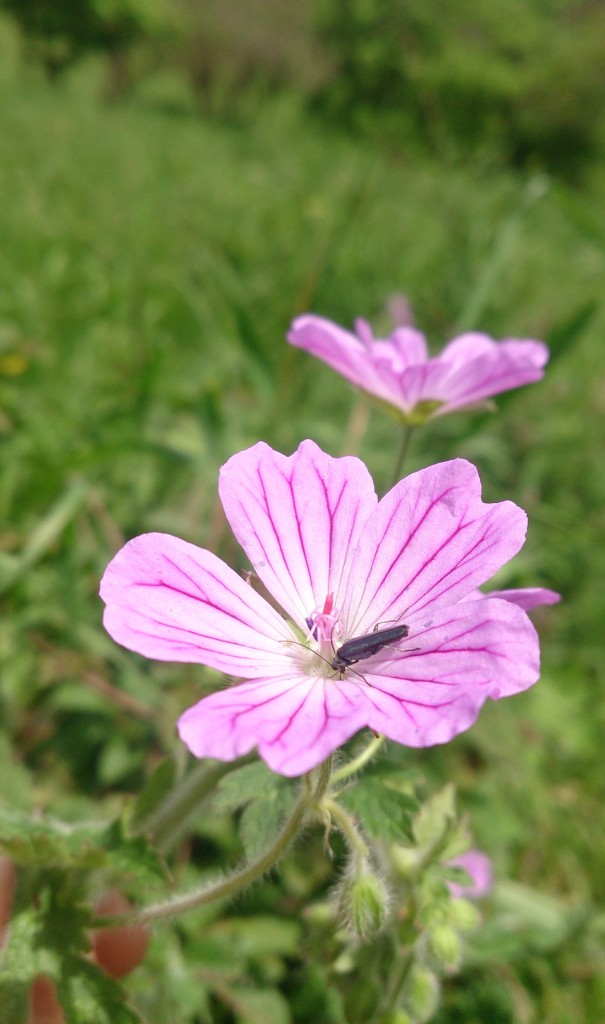 Изображение особи род Geranium.