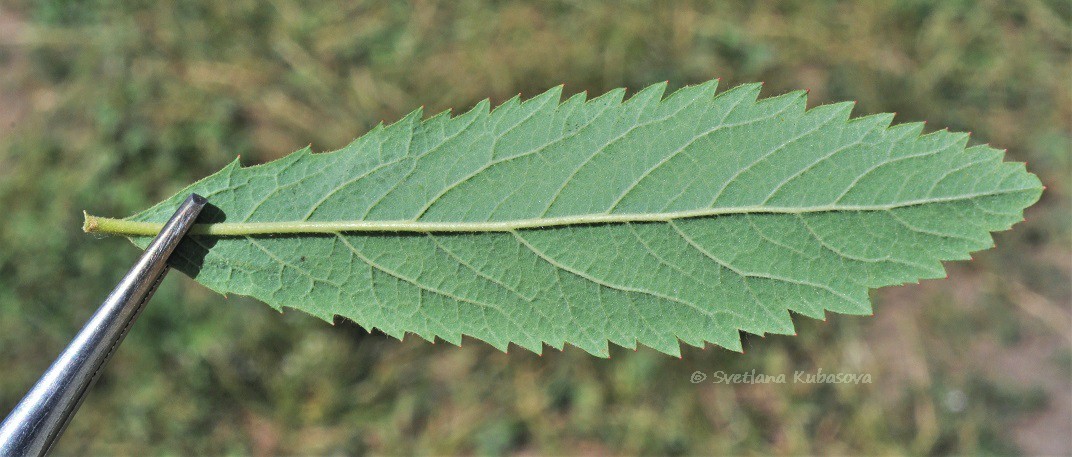 Image of Spiraea &times; billardii specimen.