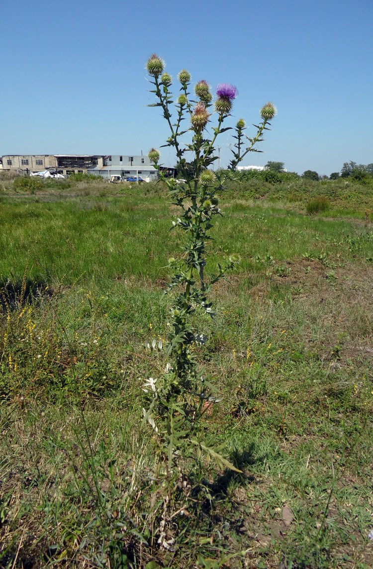 Изображение особи Cirsium ciliatum.