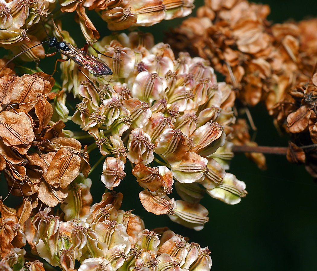 Изображение особи Angelica sylvestris.